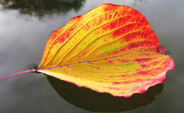 020 - fast wie schweben